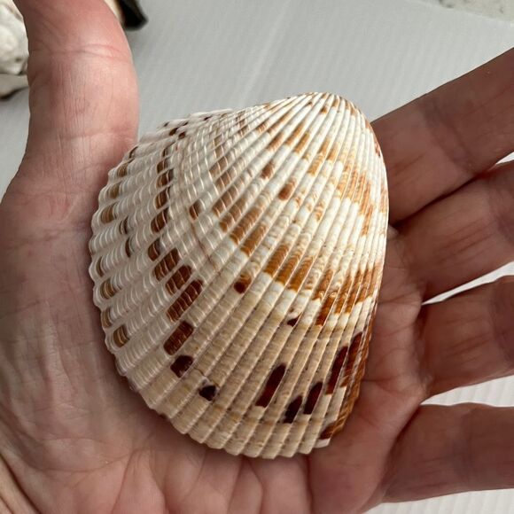 Set of Three  large Decorative Seashells Spider Conch Giant Conch Large Murex - Picture 12 of 14